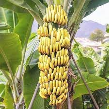 Desi Gardener Rare Variety/Elakki/Yellow Sweet Fruit Banana Live Plant/Not Tissue Culture Plant (B0C3MJK221) Amazon Price History, Amazon Price Tracker