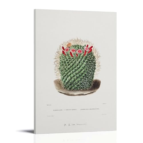 Pincushion Cactus by Charles Antoine Lemaire�A�[�g���[�N�{�[�h�A�E�H�[���X�e�b�J�[�A�C���e���A�f�U�C���|�X�^�[�A�����◾�̑����A�V�z�j���̃M�t�g�B 24x36inch(60x90cm) Frame-style