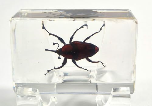 Image of 44mm Real Bamboo Weevil Long Horned Beetle in Crystal Clear Lucite Resin Specimen Preserved Insect Bugs Taxidermy Collection for Biology Science Education & Desk Ornament Display Supplies