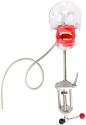 Dental Simulator Manikin Phantom Head Plastic Educational Dental Teeth Model with Bench Mount for Education Fix on (Table Type) image 4