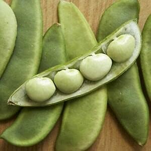 Miniatura 2 de Fordhook - Semillas de frijol Lima  Paquete de 100 semillas  Rendimiento consistente en huertos  Country Creek LLC