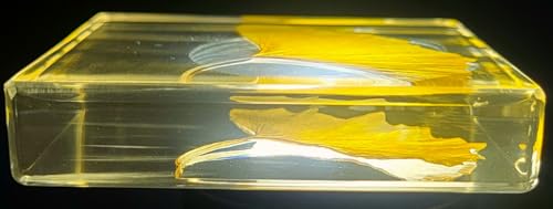 Image of 2.9 inch Real Yellow Ginkgo Biloba Leaf in Crystal Clear Lucite Resin Specimen Dried Pressed Botanist Herb Herbarium Crafts Collection for Botany Science Education & Desk Ornament Display Supplies