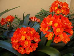 40 Clivia miniata Flower Seeds