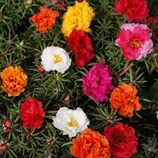 10 pezzi di semi di Fiori Misti Moss Rose