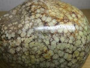 Amazon.co.jp: ベージュ・花紋1.9kg 錦石 花紋石 菊紋石 ジャスパー