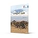 Collins Big Cat Arabic – Animal Migration: Level 13 (English and Arabic Edition)