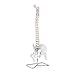 Physa Modello Anatomico Colonna Vertebrale Cervicale con Bacino PHY-SM-1 (PVC, 86 cm, Struttura in Acciaio, Scala 1:1)