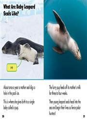 A Day in the Life: Polar Animals