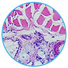 25 vetrini preparati per microscopio - categoria: Istologia
