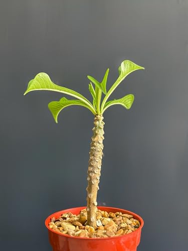 Plumeria Pudica Plant White Flowering Tropical Plant 4 Inch Rooted Cutting by Exotic-Succulent-Collection