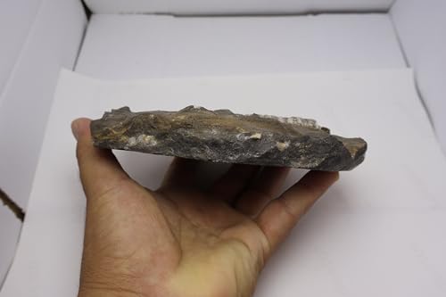 Image of Natural Orthoceras Fossil from Devonian Period Fossil from Morocco A306