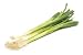 Onion Bunching Tokyo Long White Great Heirloom Vegetable 100 Seeds
