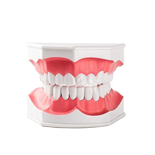 Image of ✮ Dental Anatomy Model ✮ (Premium Quality) ✮ For Demonstration And Educational Purposes
