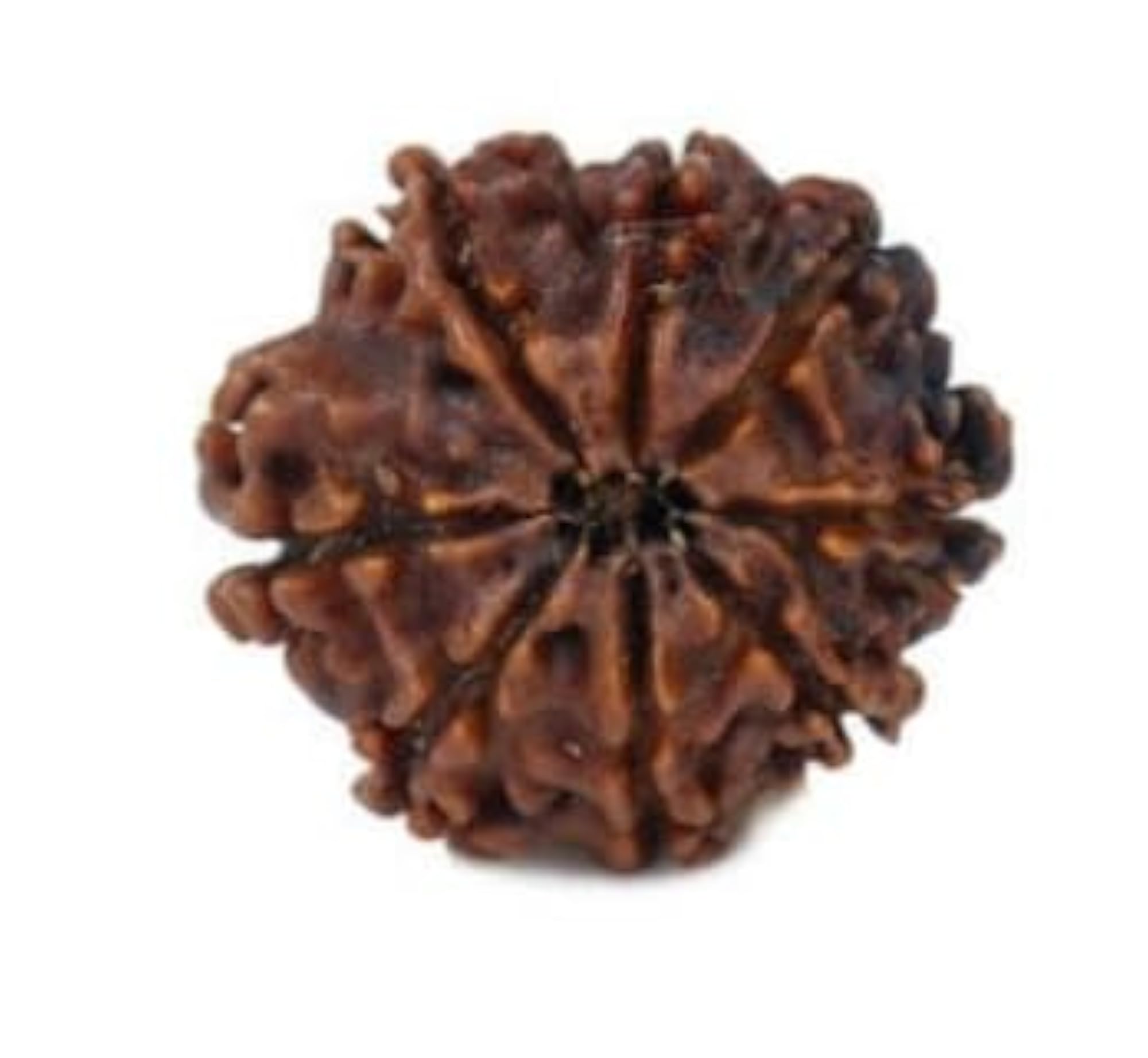 Aath Mukhi Rudraksha Bead with Capping, Certified Quality