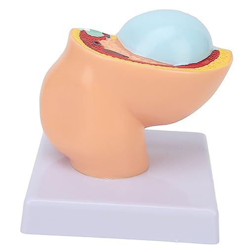 Image of 9 Months Baby Fetus Model, Female Pelvis Model for Pregnancy, Clear Structure, High Simulation for Science