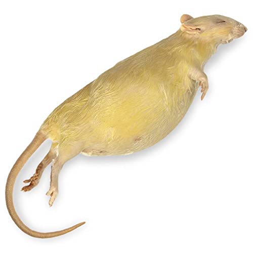 Carolina's Perfect Solution Pregnant Rat, 7