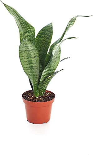 PCMOVILES Sansevieria Trifasciata Black Coral espada de San Jorge en maceta de 8,5cm planta purificadora del aire