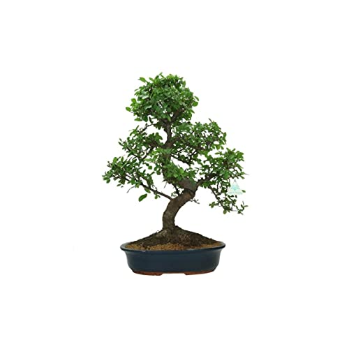 Bonsái Olmo Chino - Zelkova Parvifolia - Natural Fácil de Cuidar