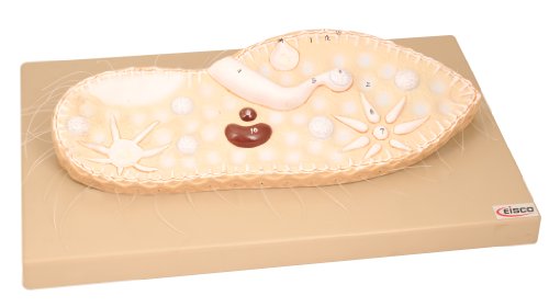 Image of EISCO Paramecium Model, Three Dimensional, Sectional View with Hand Painted Details - Mounted on Base, 15 inch x 9.5 inch