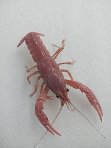 1 Live Breeding Pair of Pink Crayfish, Size Will be 1-4