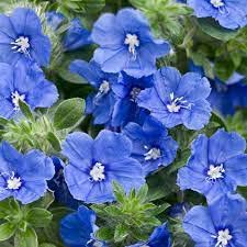 Vishnukraanti/Krishnakraanti/Dwarf Morning Glory/Blue Daze, Shrub Plant One of The Dashapushpa (Healthy Live Flowering Plant in Growbag) (B0BXF8WWV4) Amazon Price History, Amazon Price Tracker