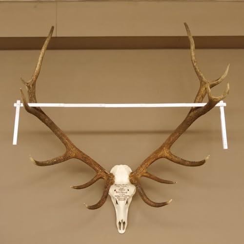 GTK - Geweihe & Trophäen KRUMHOLZ Rothirschgeweih ung. 14 Ender Hirsch Grafenwöhr Höhe 103 cm Stangen Hirschgeweih Geweih