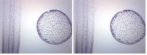 Image of EISCO Ascaris & Onion Mitosis, Prepared Microscope Slide - 75 x 25mm - Plant & Animal Mitosis, Introductory Microscopy (Pack of 2)