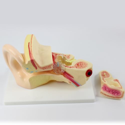 Modelo anatómico de estructura del oído interactivo para clases y laboratorios 5