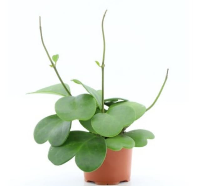 Hoya kerrii Cespuglio - Pianta del Cuore/Fiore di Cera in Vaso 12 cm, Pianta Grassa da Interno Altezza 20 cm, Succulenta Facile da Coltivare