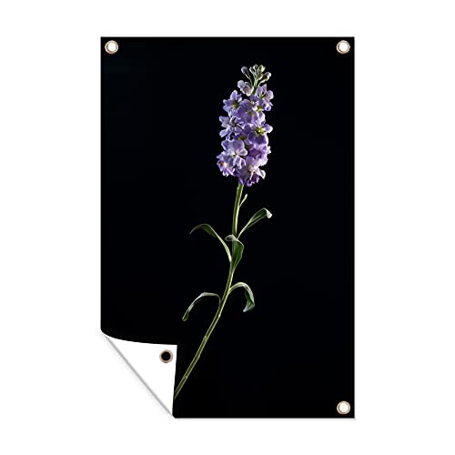 MuchoWow Outdoor-Poster Poster Wanddeko draußen Deko Garten Gartenposter 60x90 cm Ein Veilchen auf schwarzem Hintergrund
