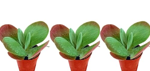Pack de 3 Plantas Kalanchoe thyrsiflora, en maceta de 6 cm. Planta de la moneda, planta de jade. Planta de las orejas de burro, con hojas gruesas de color verde y rojo. Segura Garden.