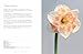 Pavilion Daffodils Beautiful Varieties for Home and Garden.