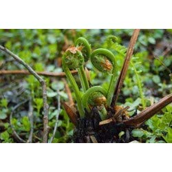 Tohum Essbare Farn-Gemsesamen, seltene Liebe Farn-Samen, Kletterpflanzen  fr Zuhause, Garten, Zierpflanze, Semillas, 100 Stck/Beutel : Amazon.de:  Garten