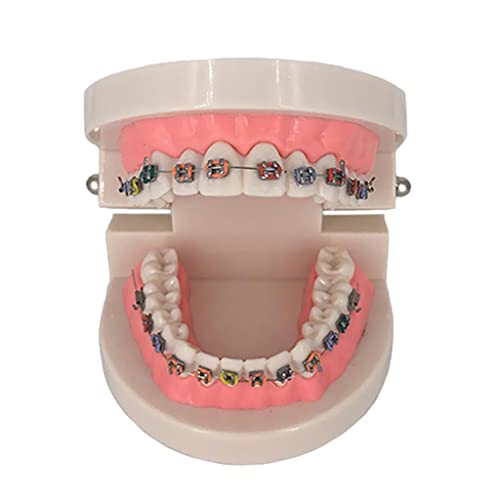 1 Peça Modelo de Ensino de Ortodôntico Educação de Ensino de Atendimento Odontológico