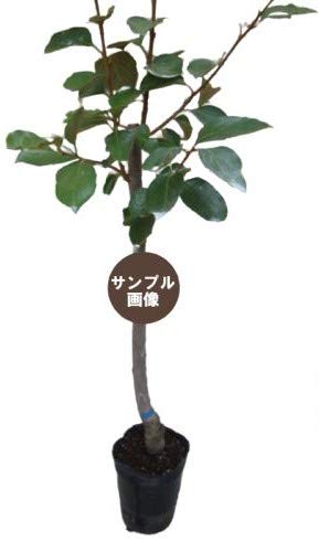 Amazon | 【甘柿苗木】 前川早生次郎 接木苗 【ガーデンストーリーの