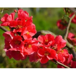 Chaenomeles - Planta arbusto viva de exterior (maceta 19 cm Ø)