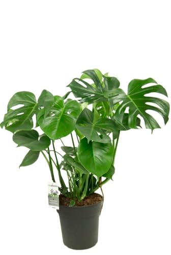 Planta Viva de Monstera Deliciosa Follaje Grande y Exótico Crecimiento Rápido en Interior