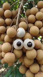 SINGO POINT Dragon Eye Longan Fruit Sweet Juicy Rare Tropical, Pack of 1aq3 | Mini Litchi, Sweet & Juicy, Rare Tropical Fruit, Dragon Eye Variety, Fresh Longan-picture-12