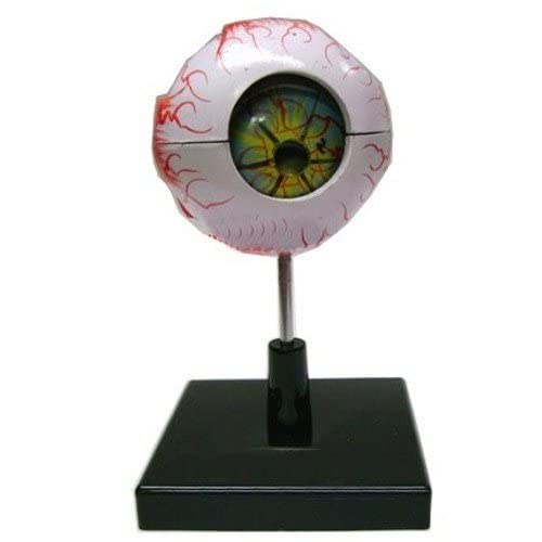 See full amazon price history chart for Salco Anatomical Human Eye On Stand for Scientific and Multi Purpose Use Salco Anatomical Human Eye On Stand for Scientific and Multi Purpose Use (B09VZ1P8JB) Amazon Price History, Amazon Price Tracker