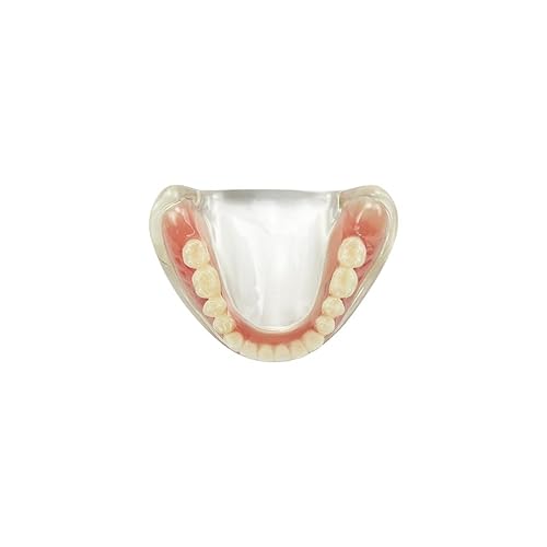 Miniatura 18 de 2 modelos de dientes estándar, modelo dental para adultos, modelo estándar de demostración de Typodont para niños, enseñanza dental, pantalla