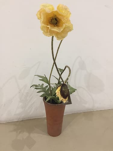 Tulipe de plan jaune plante interieur pot terre cuite H 60 cm avec bouclures