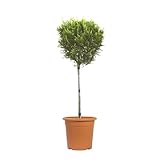 KENTIS - Ciprés Amarillo de Leyland - Cupressocyparis Leylandii Castlewellan Gold - Plantas de Exterior - H 80/100 cm Maceta Ø 22 cm