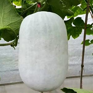 Golden Hills Farm Ash Gourd, Petha, Wax Gourd, Benincasa Pruriens, Vegetable 50+ seeds (B095PSBZQG) Amazon Price History, Amazon Price Tracker