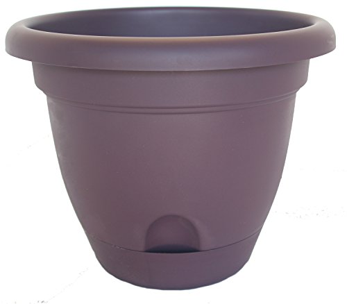 Bloem Living LP1656 6-Pack Lucca Self-Watering Planter, 16-Inch, Exotica