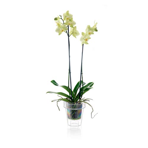 Teraplast Porto Vase with Holder for Orchids Diameter 14 cm Transparent with Saucer - Image 2