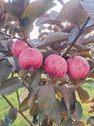 Image of ZXXYANBI Black Diamond Guava Layering /Grafted Fruit Live Plant (Height 1.5-2 Feet) rare and exotic fruiting tree, Fruits After 6 Month, sweet, aromatic pink-red flesh, 1 Healthy Plant For Home Garden