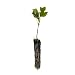 Tulip Poplar | Small Tree Seedling | The Jonsteen Company