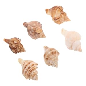 Alasum 6st Muschelhörner für Einsiedlerkrebse