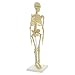 MonMed Mini Skeleton - Human Skeleton Model for Anatomy Anatomical Skeleton Human Skeleton Anatomy Skeleton Model 17in
