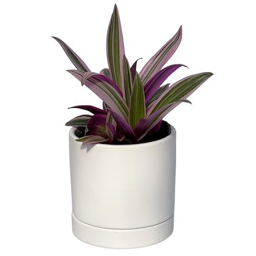 inakougeiiCiREQCj ϗtA  ~jϗt TLIg GI N 3 { iF J^ L ^ ׋^ d^ ɐ  A   v[g Mtg O[CeA A Ă₷ 